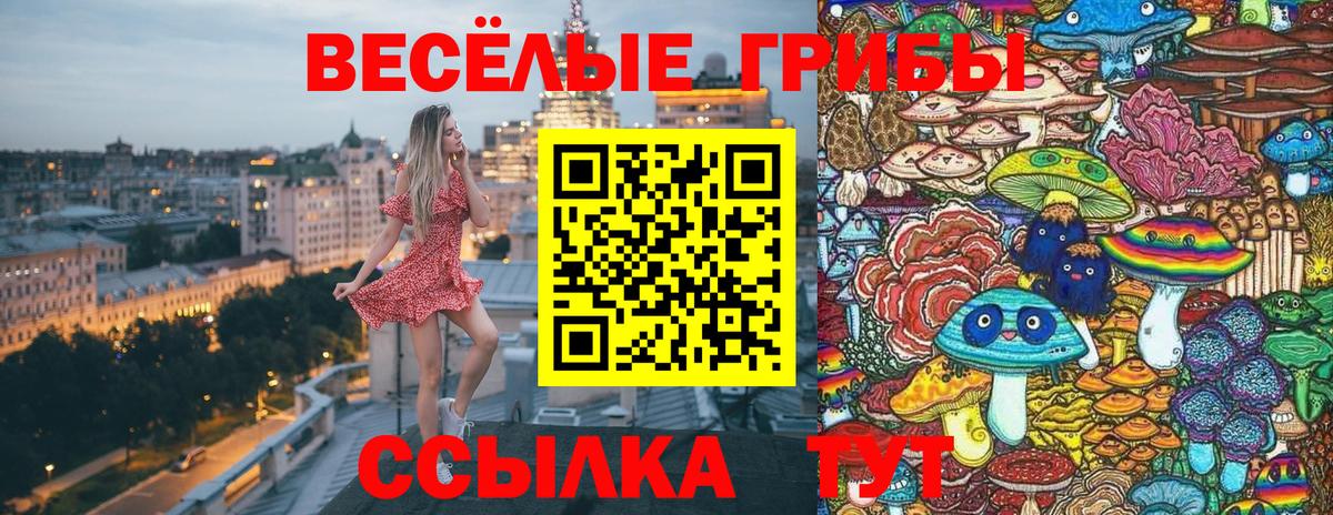 Гатчина  Псилоцибиновые грибы мицелий  Вход с VPN 