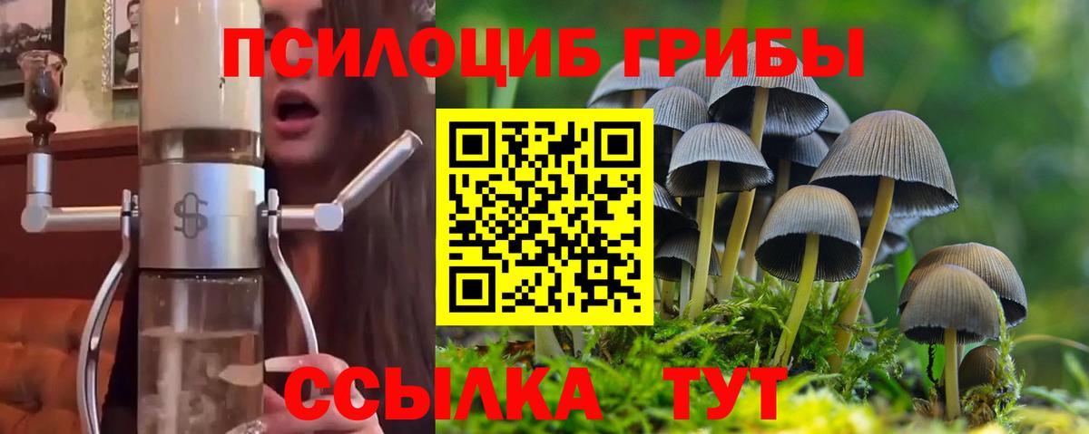 Галлюциногенные грибы Psilocybe Гатчина